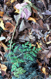 photo of sceptridium jenmanii
